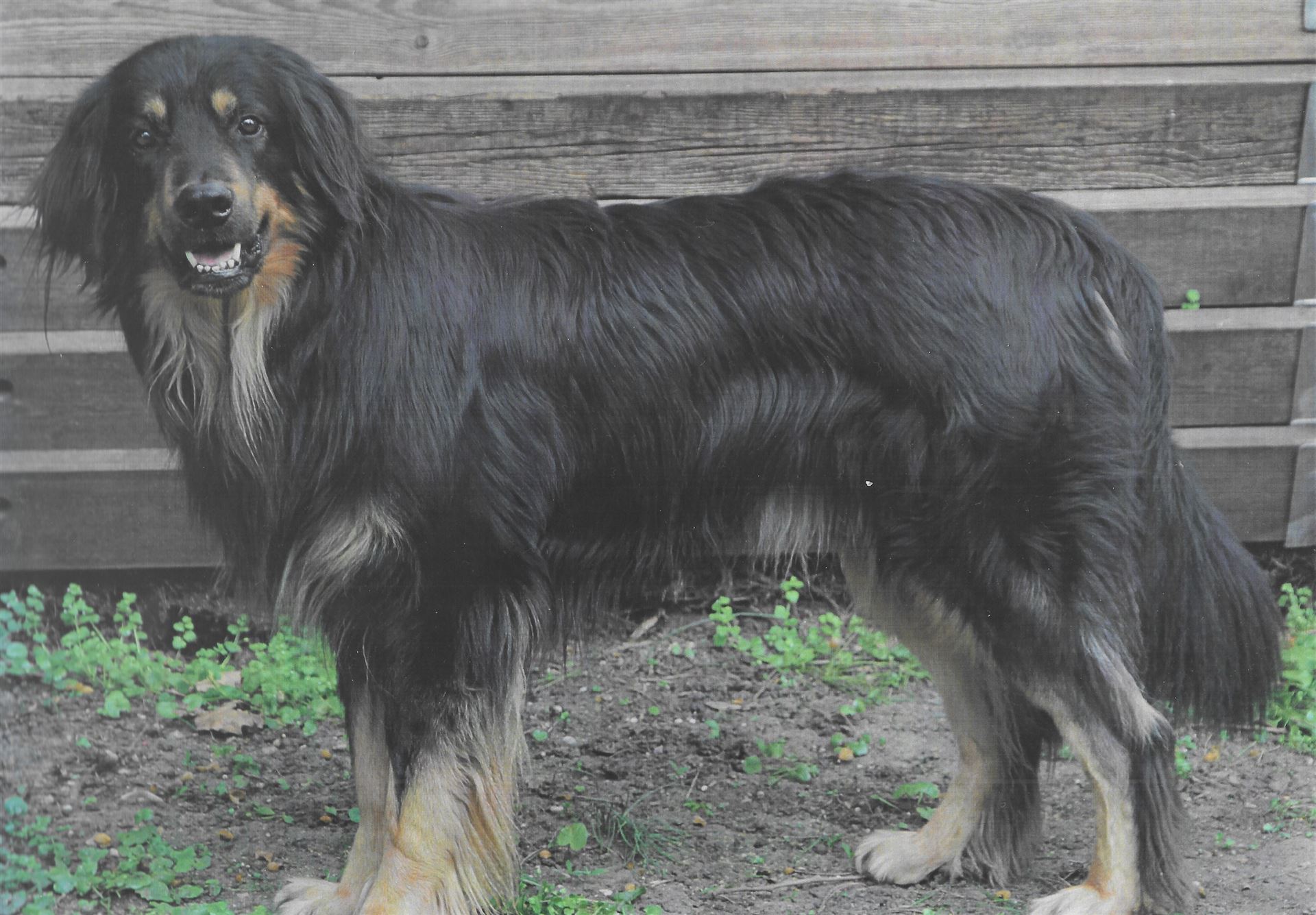 Kalisto vom Gablitztal